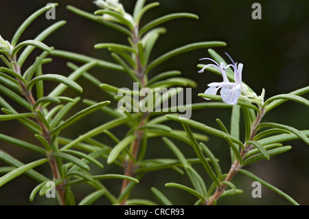 Romarin (Rosmarinus officinalis), Schwaz, Tyrol, Autriche, Europe Banque D'Images