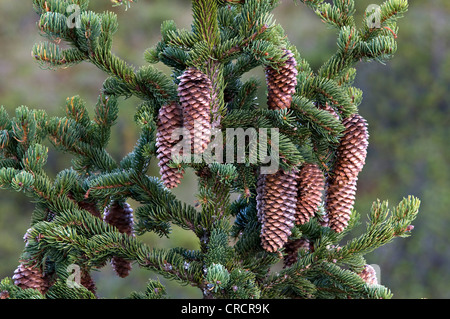 Epicéa (Picea abies), Pillersattel, Tyrol, Autriche, Europe Banque D'Images