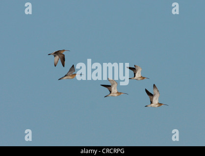 Western Curlew (Numenius arquata), la migration des oiseaux au printemps, le Danemark, l'Westjuetland Banque D'Images