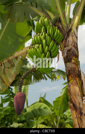 Banana Beach, près de Bukoba, Tanzanie, Afrique du Sud Banque D'Images