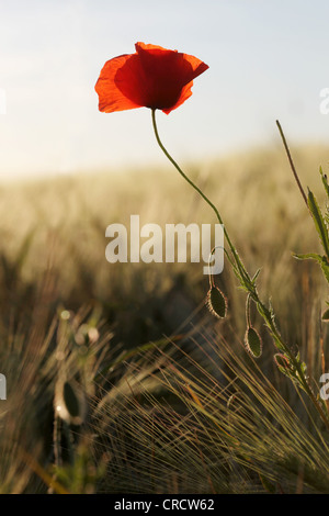 Le pavot (Papaver rhoeas), seule fleur dans un champ d'orge, Polch, Rhénanie-Palatinat, Allemagne, Europe Banque D'Images