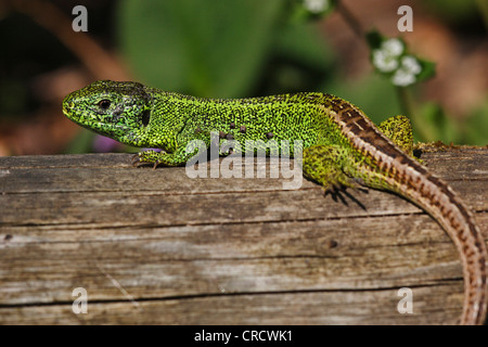 Sand lizard (Lacerta agilis), sur bois mort, Allemagne, Bade-Wurtemberg Banque D'Images