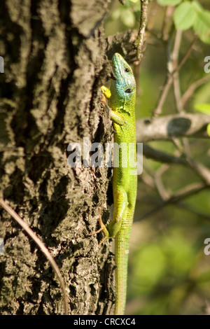 L'Est de l'Émeraude des Balkans (Lacerta lézard Lacerta trilineata médias, médias), au tronc de l'arbre, Bulgarie Banque D'Images