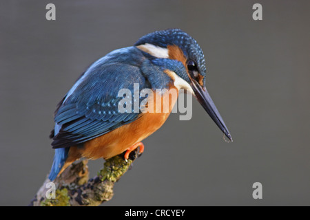 River Kingfisher (Alcedo atthis), assis sur une branche, l'Allemagne, Hesse Banque D'Images