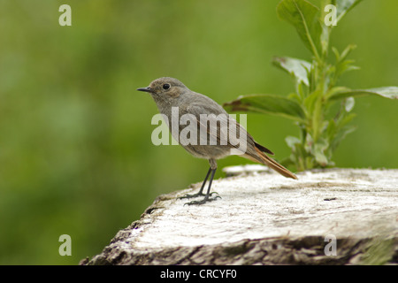 Rougequeue noir (Phoenicurus ochruros), assis sur un tronc d'arbre, de l'Allemagne, Bade-Wurtemberg Banque D'Images