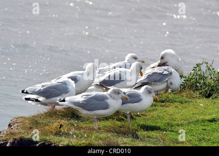 Goéland argenté (Larus argentatus), huit personnes sur la rive, Pays-Bas, Texel Banque D'Images