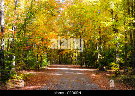 La forêt nationale d'Hiawatha dans la péninsule supérieure du Michigan au cours de l'automne couleurs d'automne le temps Banque D'Images