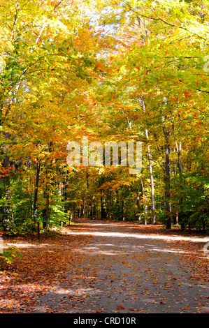 La forêt nationale d'Hiawatha dans la péninsule supérieure du Michigan au cours de l'automne couleurs d'automne le temps Banque D'Images