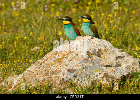 Deux des guêpiers d'Europe (Merops apiaster) standing on rock Banque D'Images