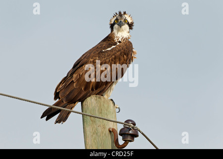 Balbuzard pêcheur (Pandion haliaetus) perching on twig Banque D'Images