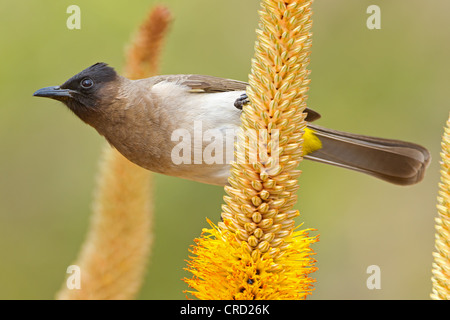 Bulbul à lunettes blanc (Pycnonotus xanthopygos) perching on twig Banque D'Images