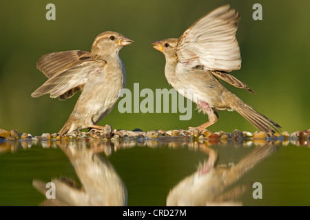 Deux moineaux domestiques (Passer domesticus) par l'eau Banque D'Images