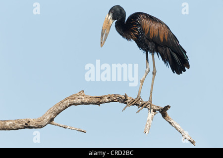 African Openbill Anastomus lamelligerus () sur une branche Banque D'Images