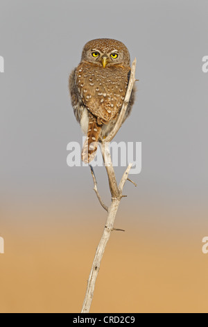Pearl-spotted Owlet (Glaucidium perlatum) perching on twig Banque D'Images