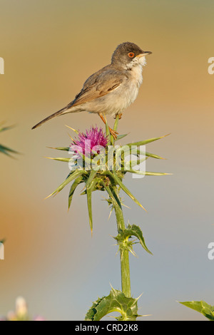 Menetries's Warbler (Sylvia mystacea) perching on twig Banque D'Images