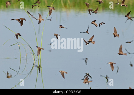 Sand Martins (Riparia riparia) flying Banque D'Images