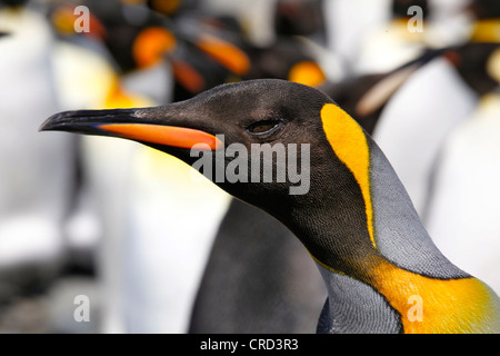 King Penguin, portrait, South Georgia Island Banque D'Images