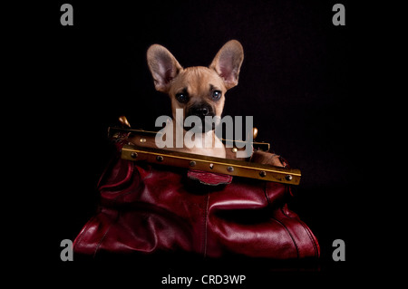 Bouledogue français sittin dans un sac Banque D'Images