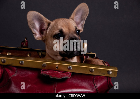 Bouledogue français sittin dans un sac Banque D'Images