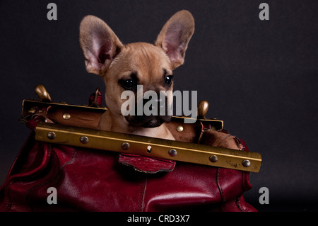 Bouledogue français sittin dans un sac Banque D'Images