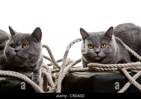Deux Chartreux Banque D'Images