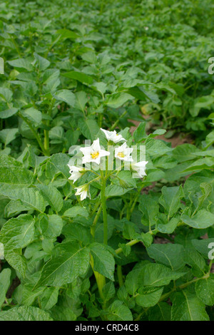 La pomme de terre (Solanum tuberosum), champ de pommes de terre un pn en fleurs Banque D'Images