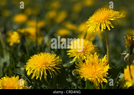 Le pissenlit, Taraxacum officinale Banque D'Images