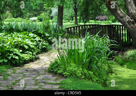 Jardin botanique avec Hosta et plantes Iris Banque D'Images