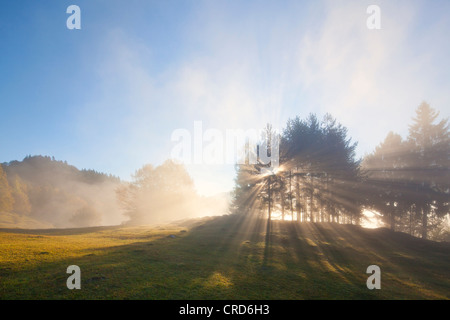 Grove à l'automne plus de Berchtesgaden, Berchtesgadener Land, Bavière, Allemagne, Europe Banque D'Images
