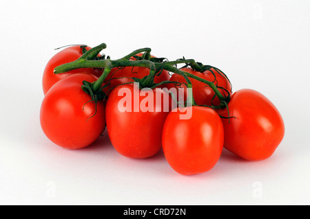 Jardin la tomate (Solanum lycopersicum, Lycopersicon esculentum), tomates mûries sur pied Banque D'Images