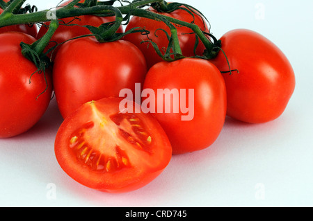 La tomate (Lycopersicon lycopersicum), tomates mûries sur pied, Allemagne Banque D'Images