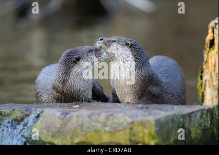 Deux loutres européennes (Lutra lutra) par l'eau Banque D'Images