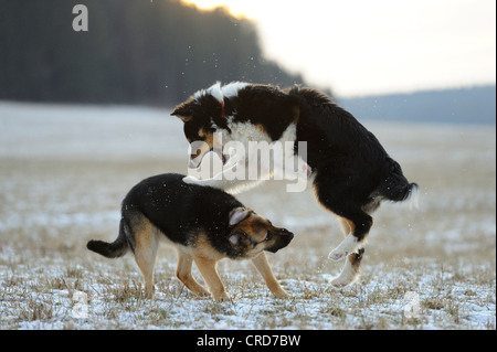 Berger Australien et Berger Allemand jouant sur prairie dans la neige Banque D'Images