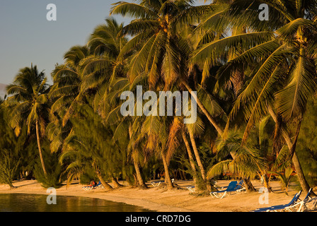 La plage bordée de palmiers, Aitutaki Lagoon Resort and Spa, les îles Cook Banque D'Images