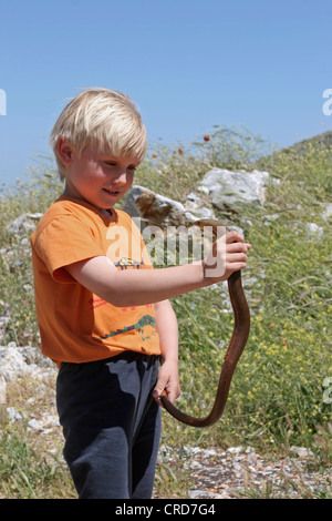 Verre européen lézard, lézard de verre blindé (Ophisaurus apodus, Pseudopus apodus), seul animal dans les mains d'un petit garçon, Grèce Banque D'Images