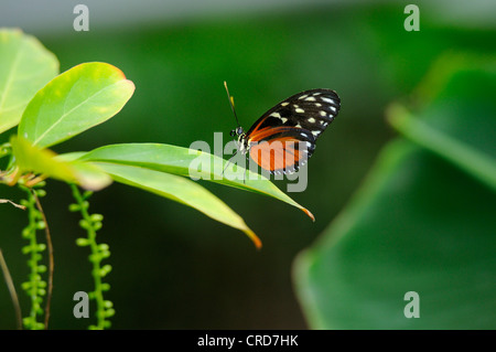 (Heliconius hecale Longwing Tiger) Banque D'Images