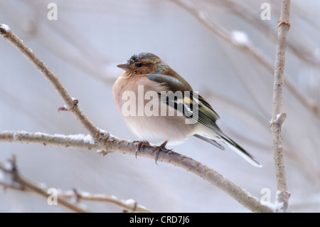 Chaffinch (Fringilla coelebs) perching on branch Banque D'Images