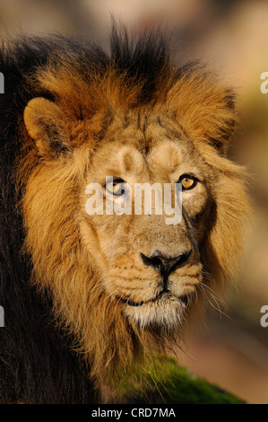 Lion mâle, portrait Banque D'Images