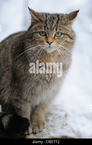 Chat Sauvage Européen (Felis silvestris silvestris) dans la neige, portrait Banque D'Images