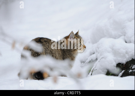 Chat Sauvage Européen (Felis silvestris silvestris) dans la neige Banque D'Images