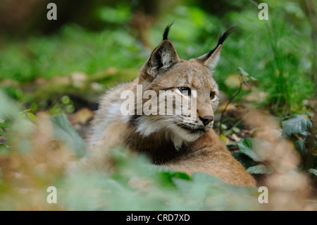 Le lynx eurasien (Lynx lynx) dans la région de underwood Banque D'Images