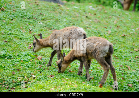 Deux jeunes Chamois des Apennins (Rupicapra rupicapra ornata) Banque D'Images