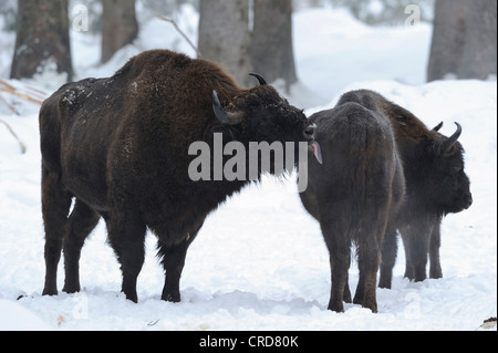 Wisents (Bison bonasus) debout dans la neige Banque D'Images