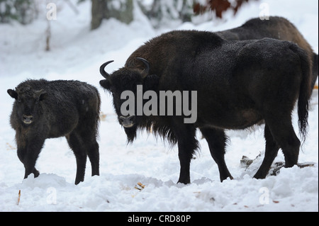 Wisents (Bison bonasus) debout dans la neige Banque D'Images