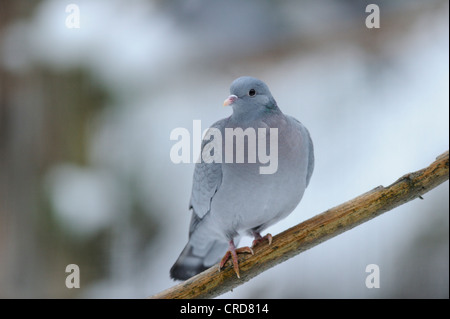 Bois commun pigeon (Columba palumbus) perching on branch Banque D'Images