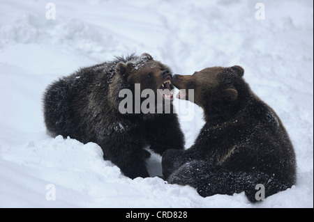 Deux ours bruns d'Europe (Ursus arctos arctos) dans la neige Banque D'Images