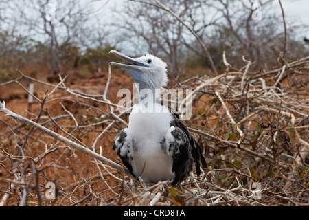 Les jeunes (Fregatidae), de l'île Seymour Nord, Îles Galápagos Banque D'Images