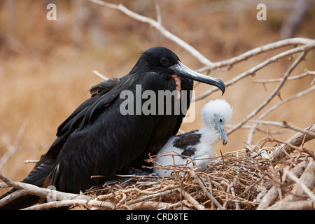 Frégate superbe avec de jeunes (Fregatidae), de l'île Seymour Nord, Îles Galápagos Banque D'Images