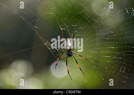 Golden silk-orb weavers (Nephila) en araignée, parc iSimangaliso Wetland Park, Afrique du Sud Banque D'Images