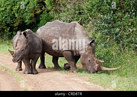 Deux rhinoceri blanc (Ceratotherium simum) dans la zone humide d'iSimangaliso, Afrique du Sud Banque D'Images